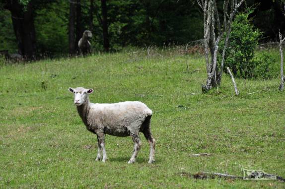 Criação de ovelhas, muito comum ao longo da Carretera Austral, no sul do Chile